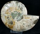 Gorgeous Cut & Polished Ammonite #6872-5